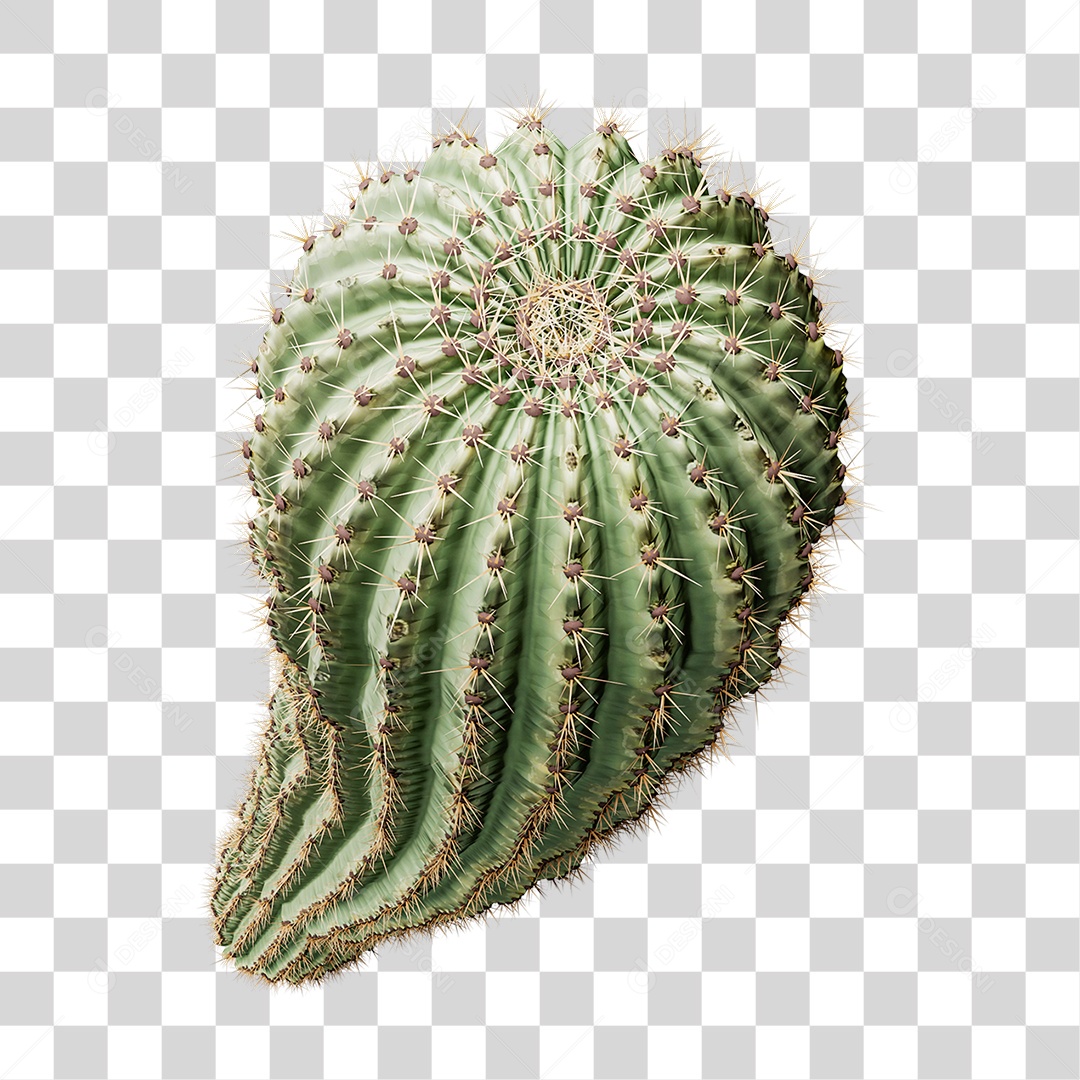 Cacto Planta do Deserto PNG Transparente