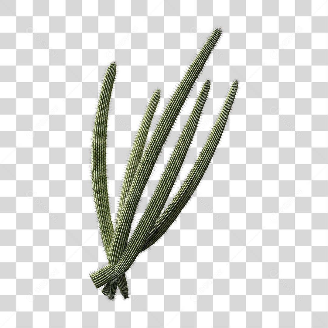 Cacto Planta do Deserto PNG Transparente