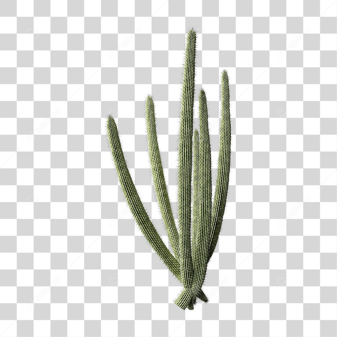 Cacto Planta do Deserto PNG Transparente