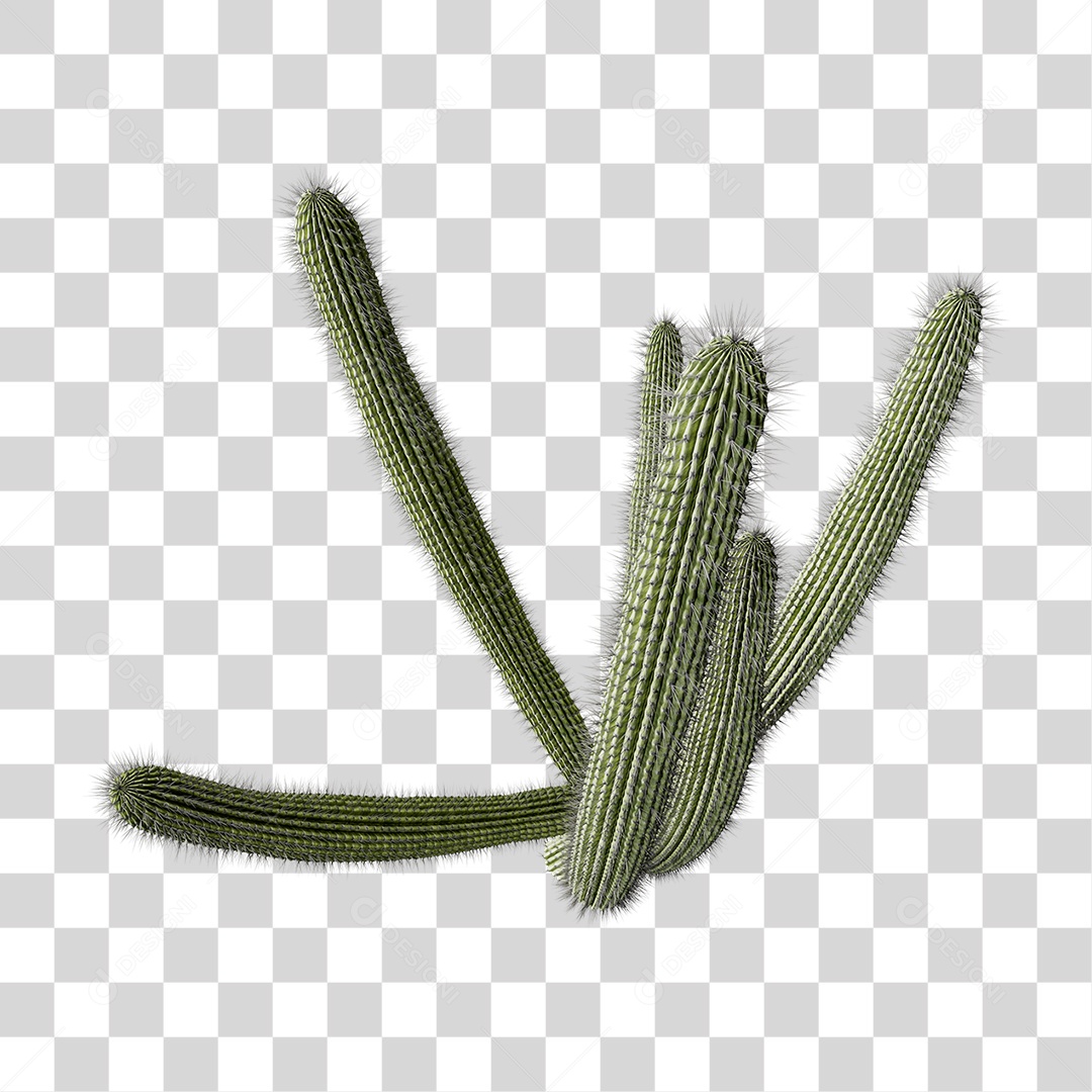 Cacto Planta do Deserto PNG Transparente