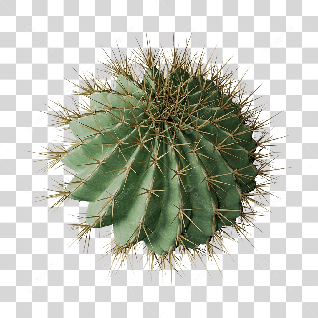 Cacto Planta do Deserto PNG Transparente