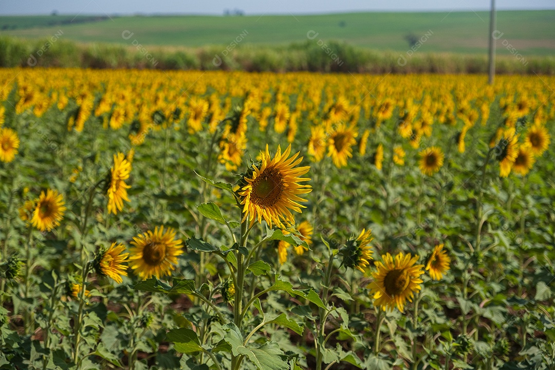 Plantação de girassol em uma tarde ensolarada