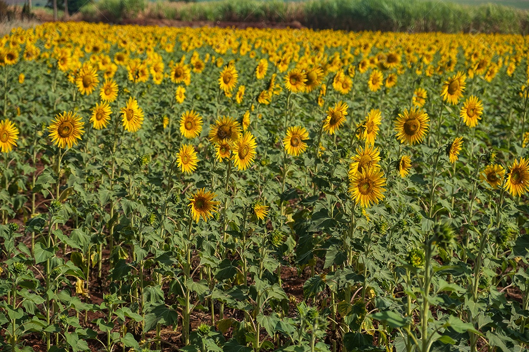 Plantação de girassol em uma tarde ensolarada