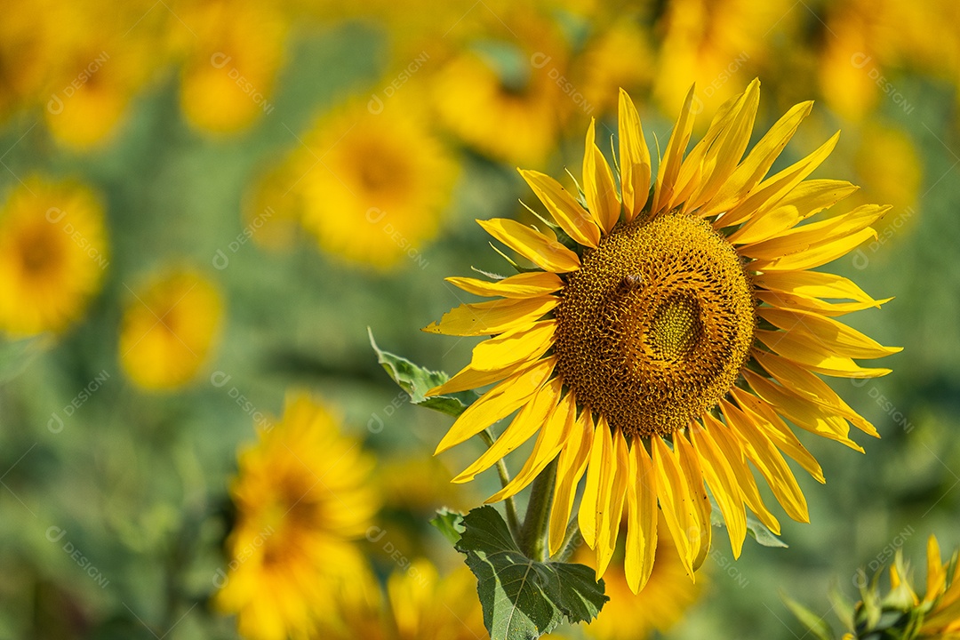 Plantação de girassol em uma tarde ensolarada