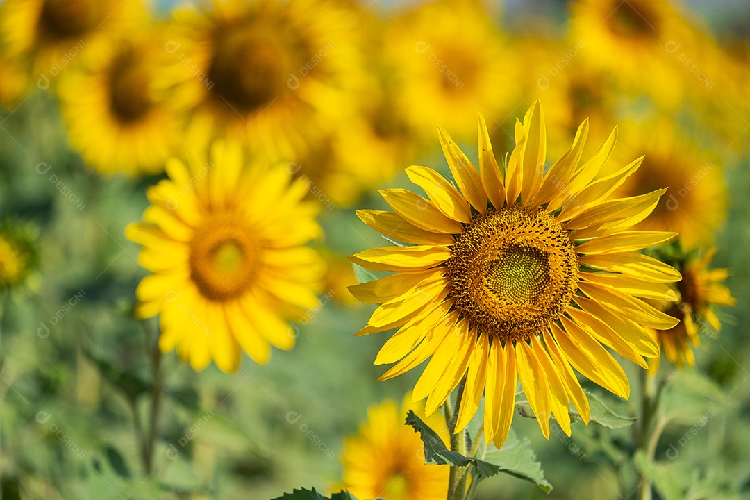 Plantação de girassol em uma tarde ensolarada