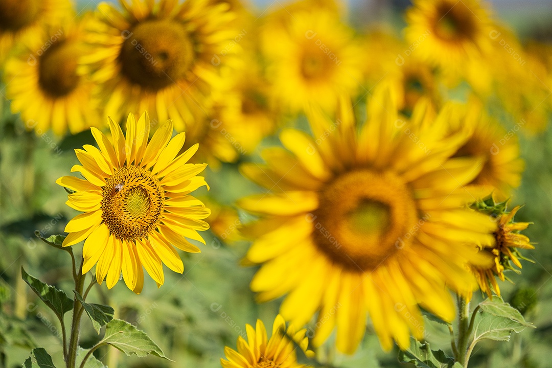 Plantação de girassol em uma tarde ensolarada