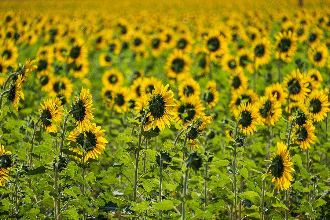 Plantação de girassol em uma tarde ensolarada