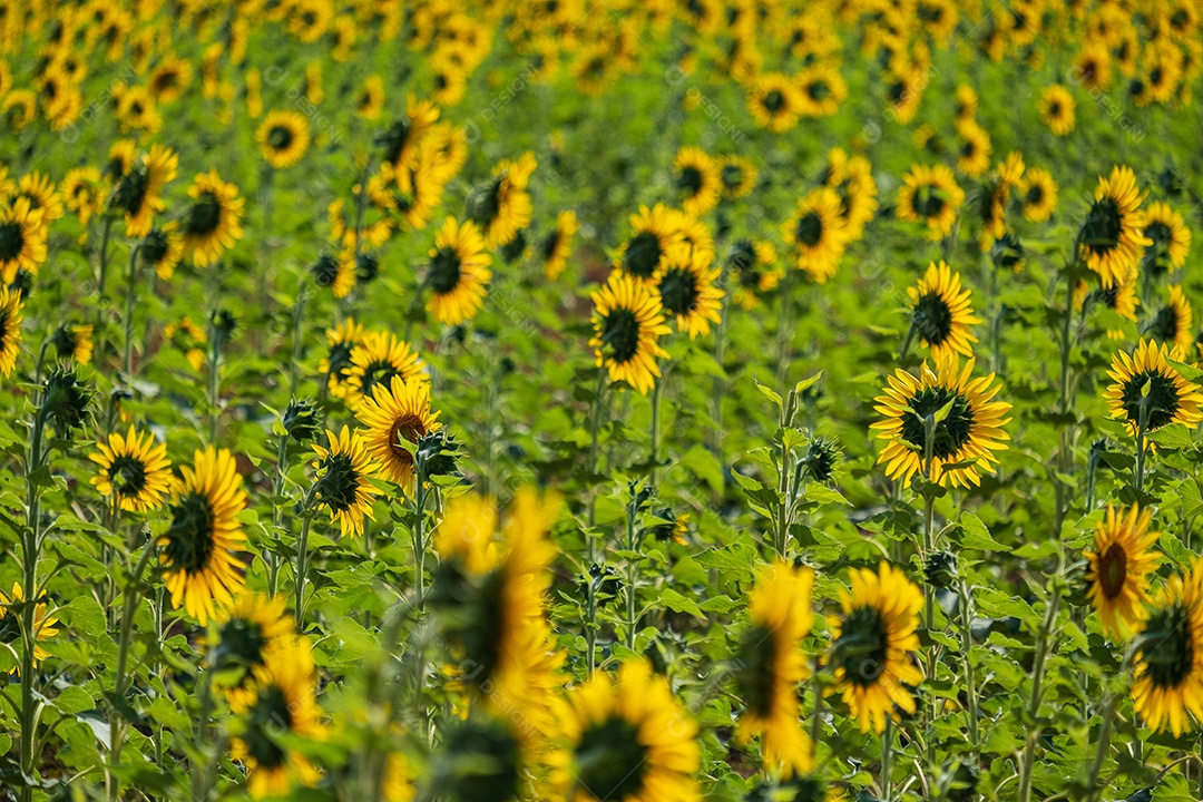 Plantação de girassol em uma tarde ensolarada