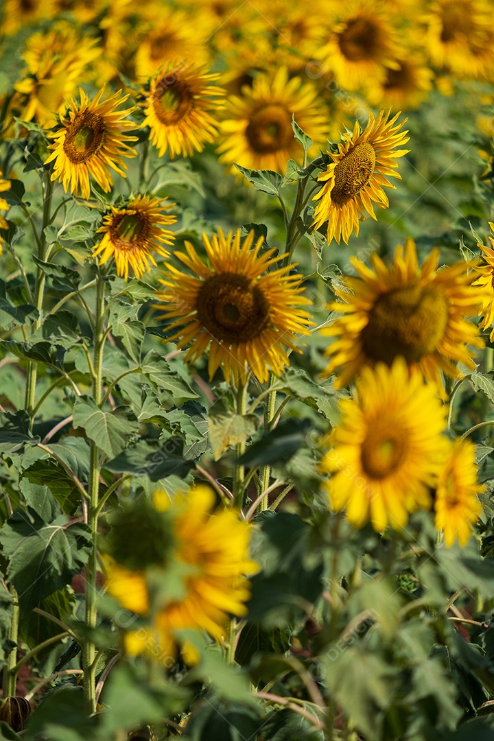 Plantação de girassol em uma tarde ensolarada