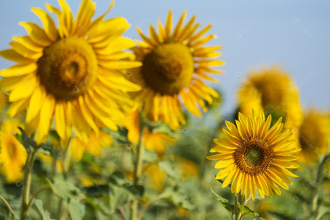 Plantação de girassol em uma tarde ensolarada