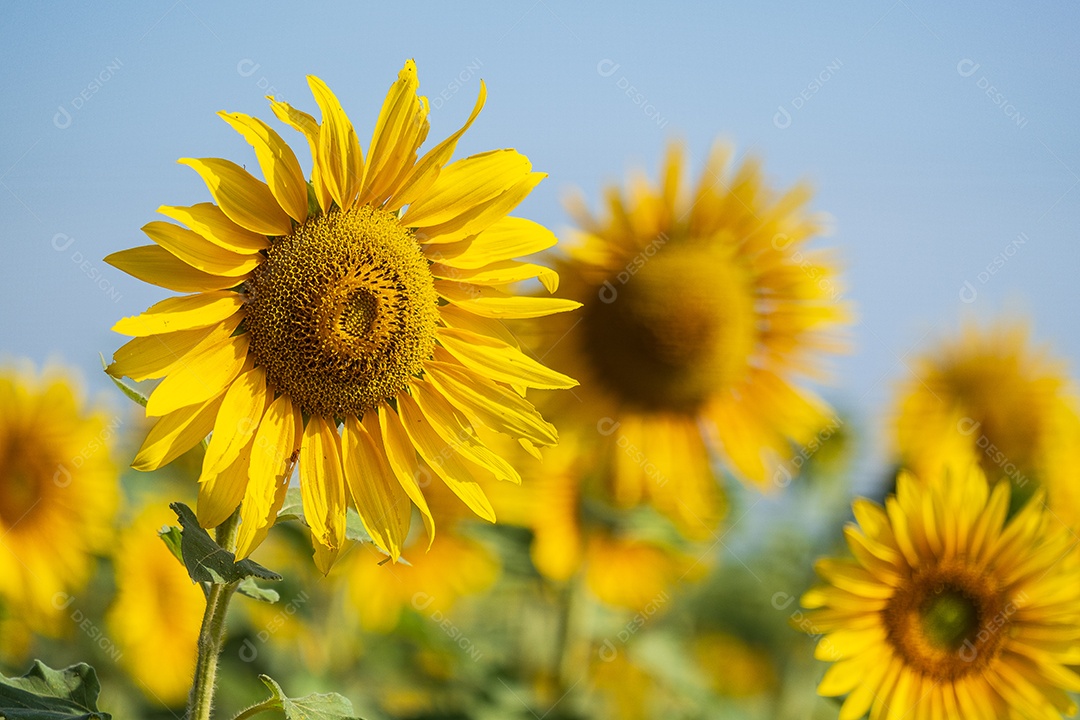 Plantação de girassol em uma tarde ensolarada