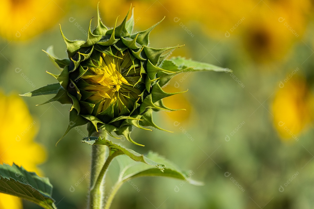 Botões de girassol quase florescendo com flores de girassol ao fundo