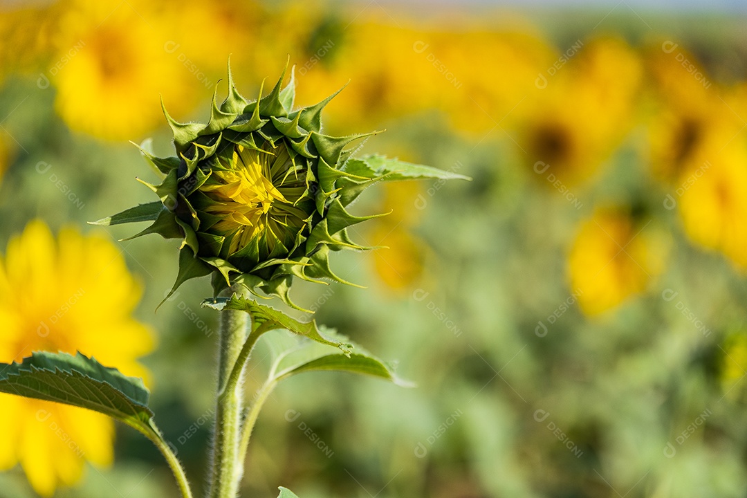 Plantação de girassol em uma tarde ensolarada
