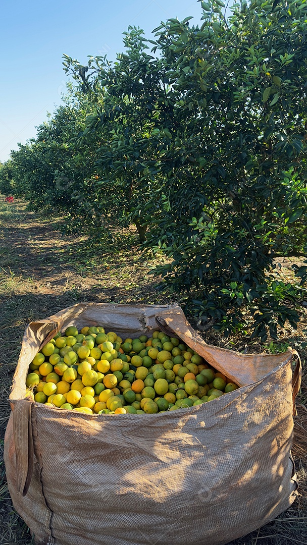 Saco grande usado durante a colheita da laranja