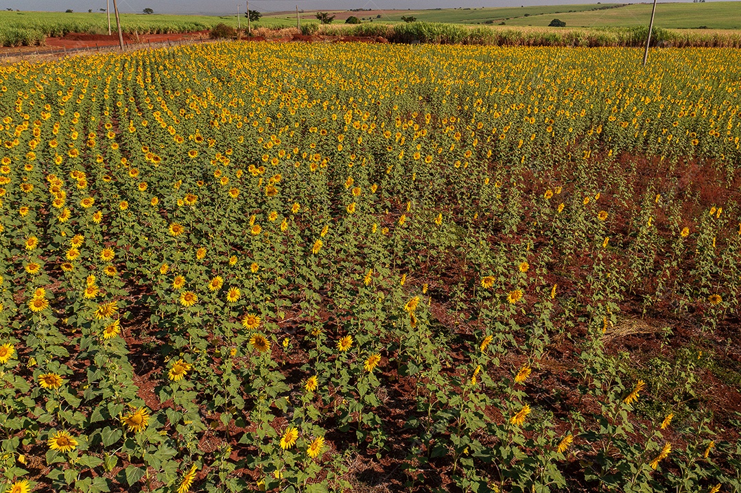 Plantação de girassol em uma tarde ensolarada