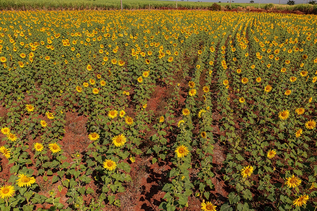 Plantação de girassol em uma tarde ensolarada