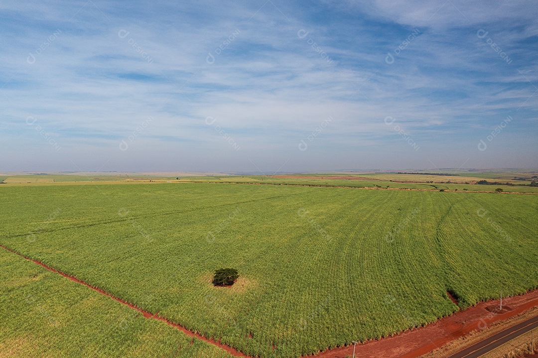 Vista de drone das plantações de cana-de-açúcar em tarde ensolarada
