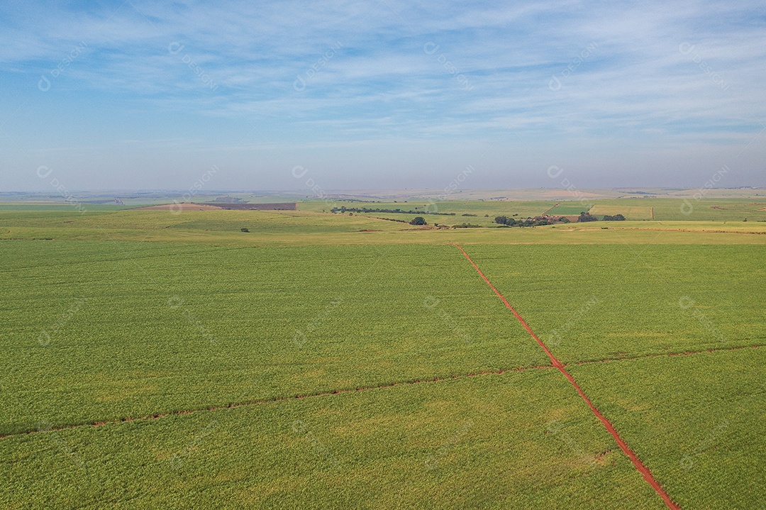 Vista de drone das plantações de cana-de-açúcar em tarde ensolarada