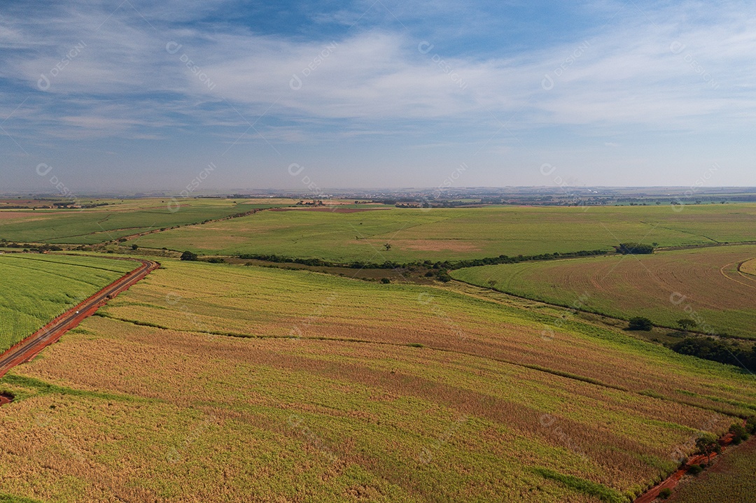 Vista de drone das plantações de cana-de-açúcar em tarde ensolarada