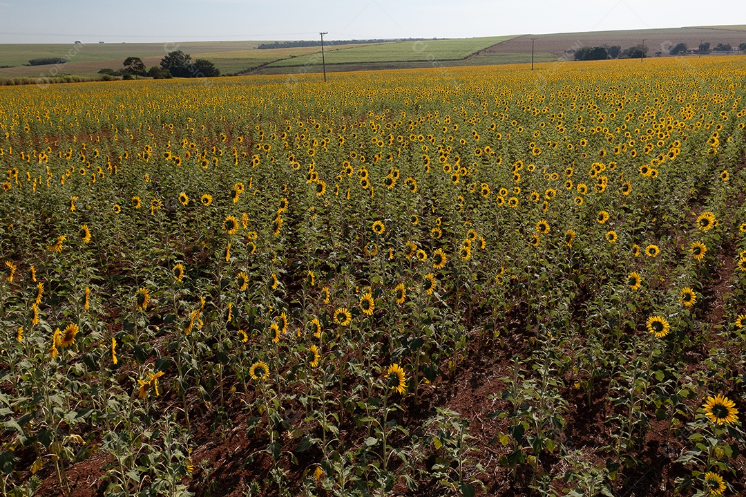 Plantação de girassol em uma tarde ensolarada