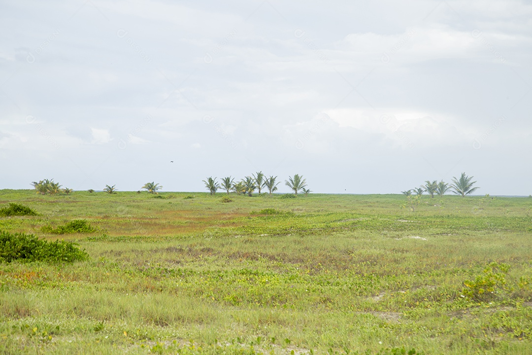 Pasto verde de uma fazenda