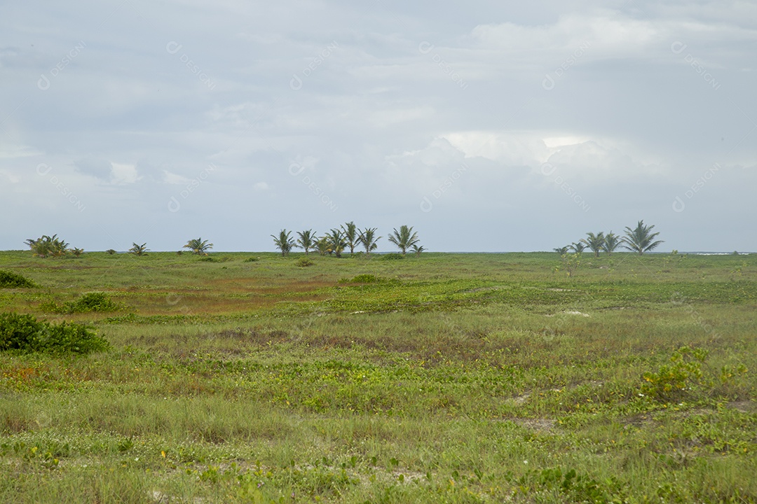 Pasto verde de uma fazenda
