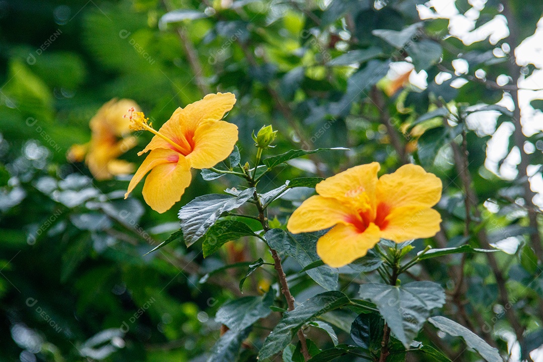 Flor de hibisco amarelo em um jardim