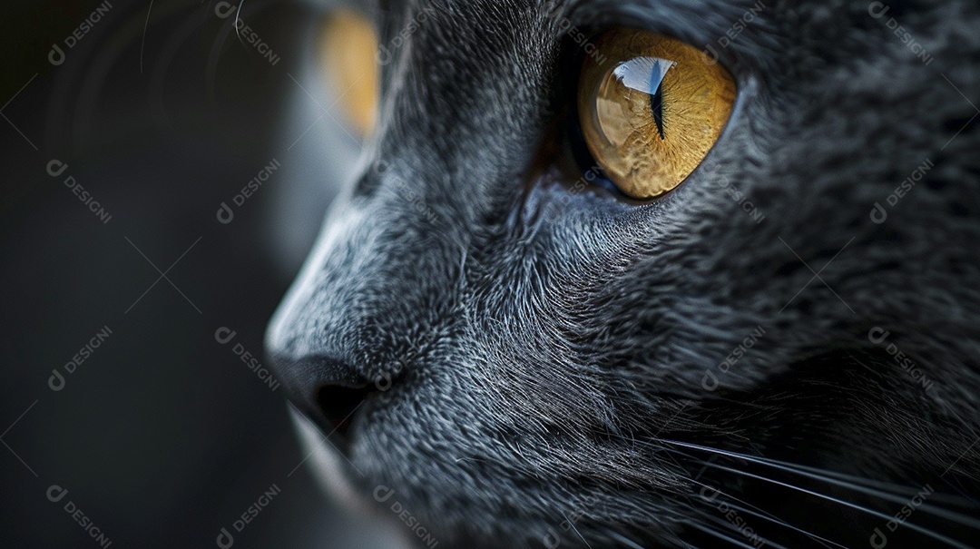 Impressionante fotografia de retrato de um gato, felino, animal de estimação