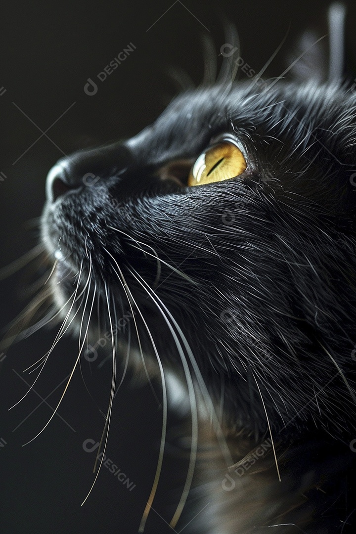 Impressionante fotografia de retrato de um gato, felino, animal de estimação