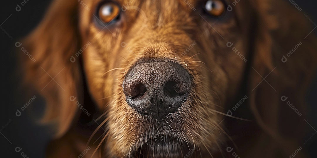 Impressionante fotografia de retrato de um cachorro, canino, animal de estimação