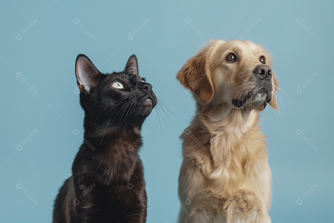 Cão e gato sentado para foto, isolado, fundo amarelo, animais de estimação, companheiros