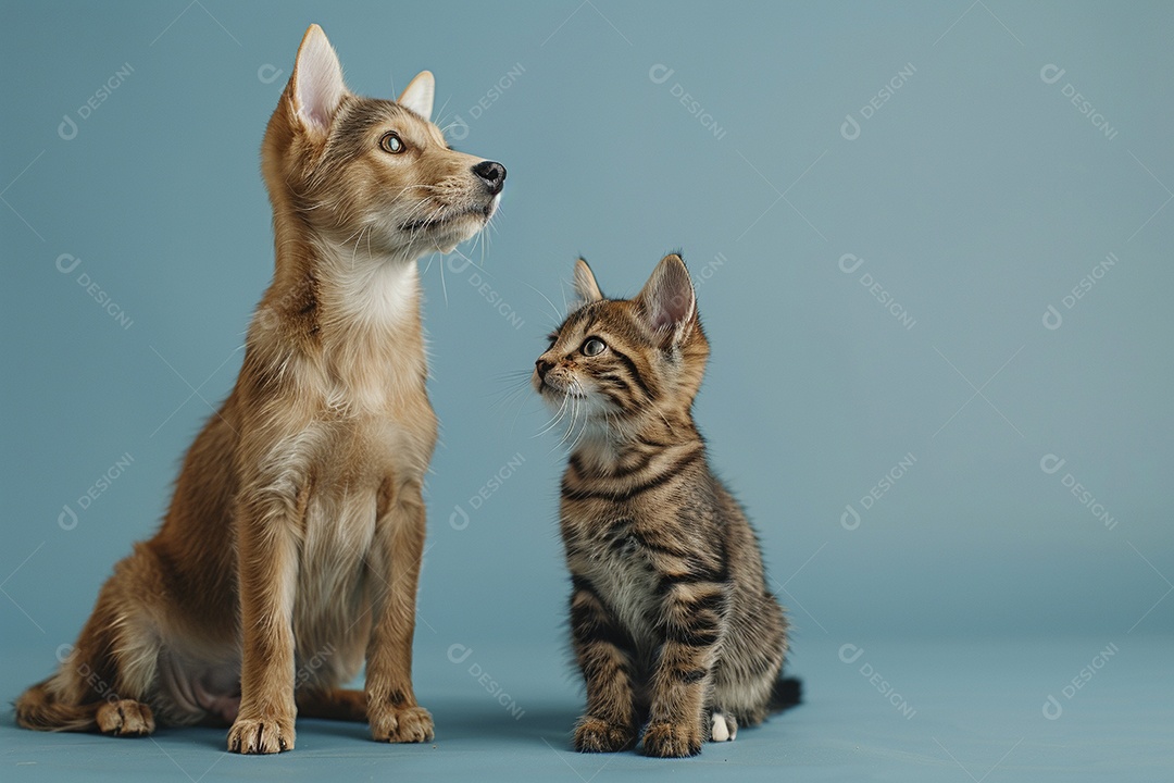 Cão e gato sentado para foto, isolado, fundo amarelo, animais de estimação, companheiros