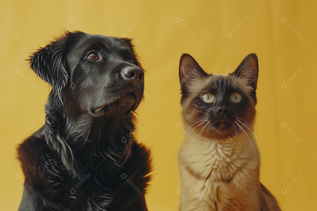Cão e gato sentado para foto, isolado, fundo amarelo, animais de estimação, companheiros