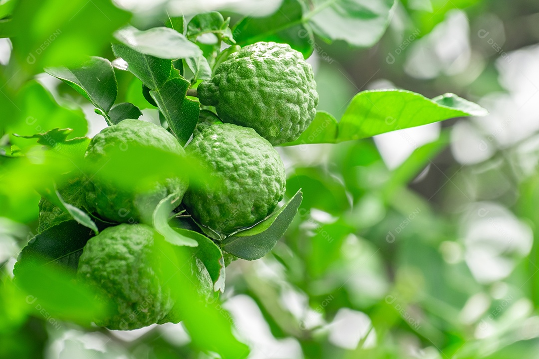 Galhos de bergamota lindos e suculentos