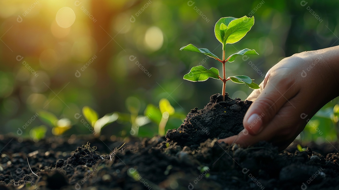 Mão colocando planta na terra