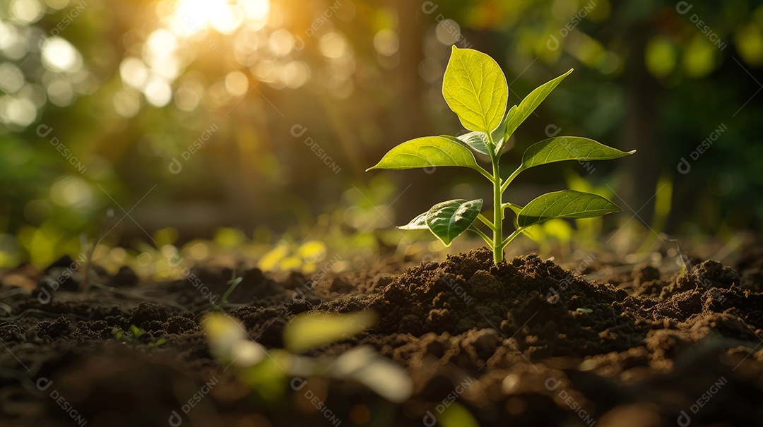Planta nascendo em solo