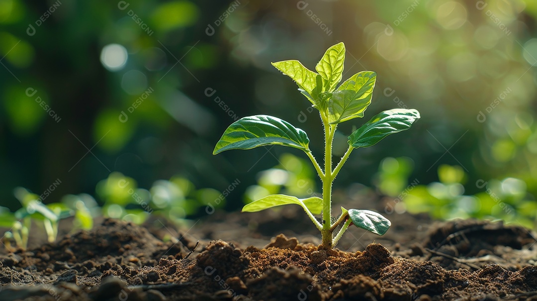 Plantas verdes jovens crescendo em solo rico e escuro
