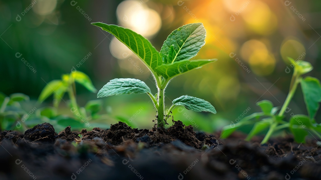 Plantinha verde nascendo em solo rico e escuro