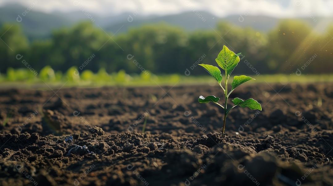 Uma mini plantinha nascendo