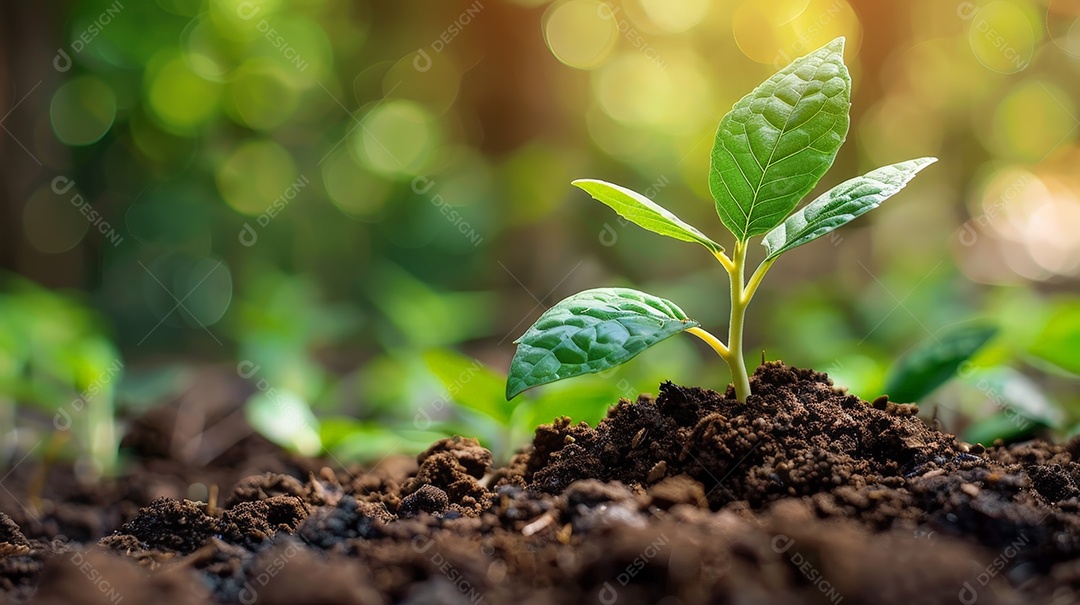 Plantinha verde nascendo em solo rico e escuro