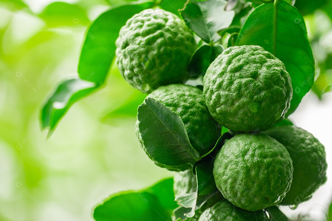 Galhos verdes com frutas deliciosas