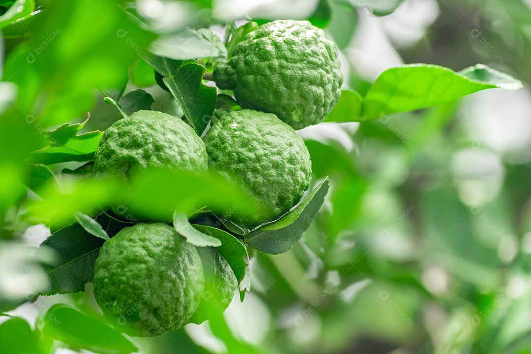 Galhos verdes carregados de frutas bergamota