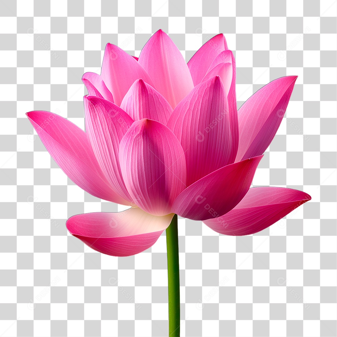 Flor Rosa PNG Transparente