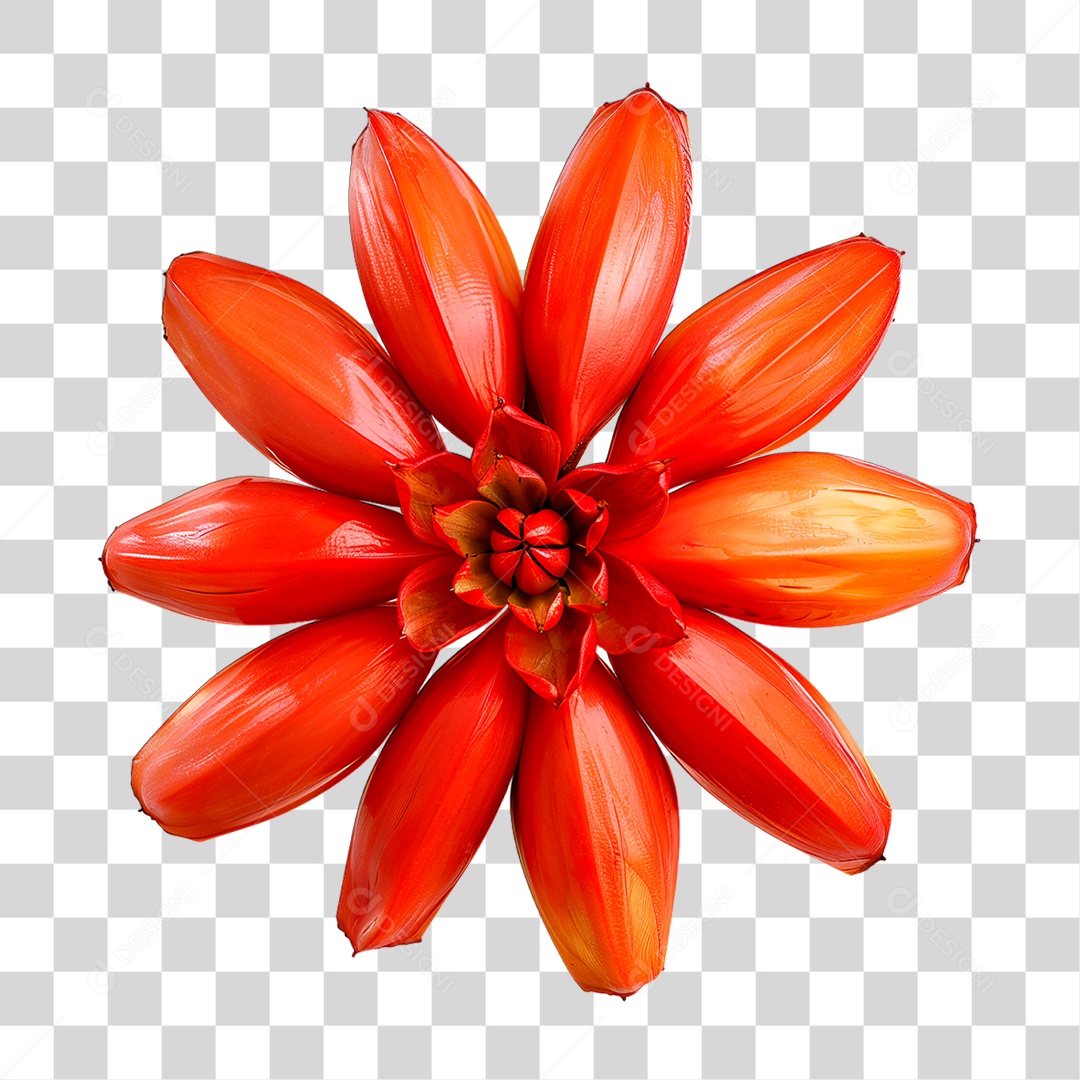 Flor PNG Transparente