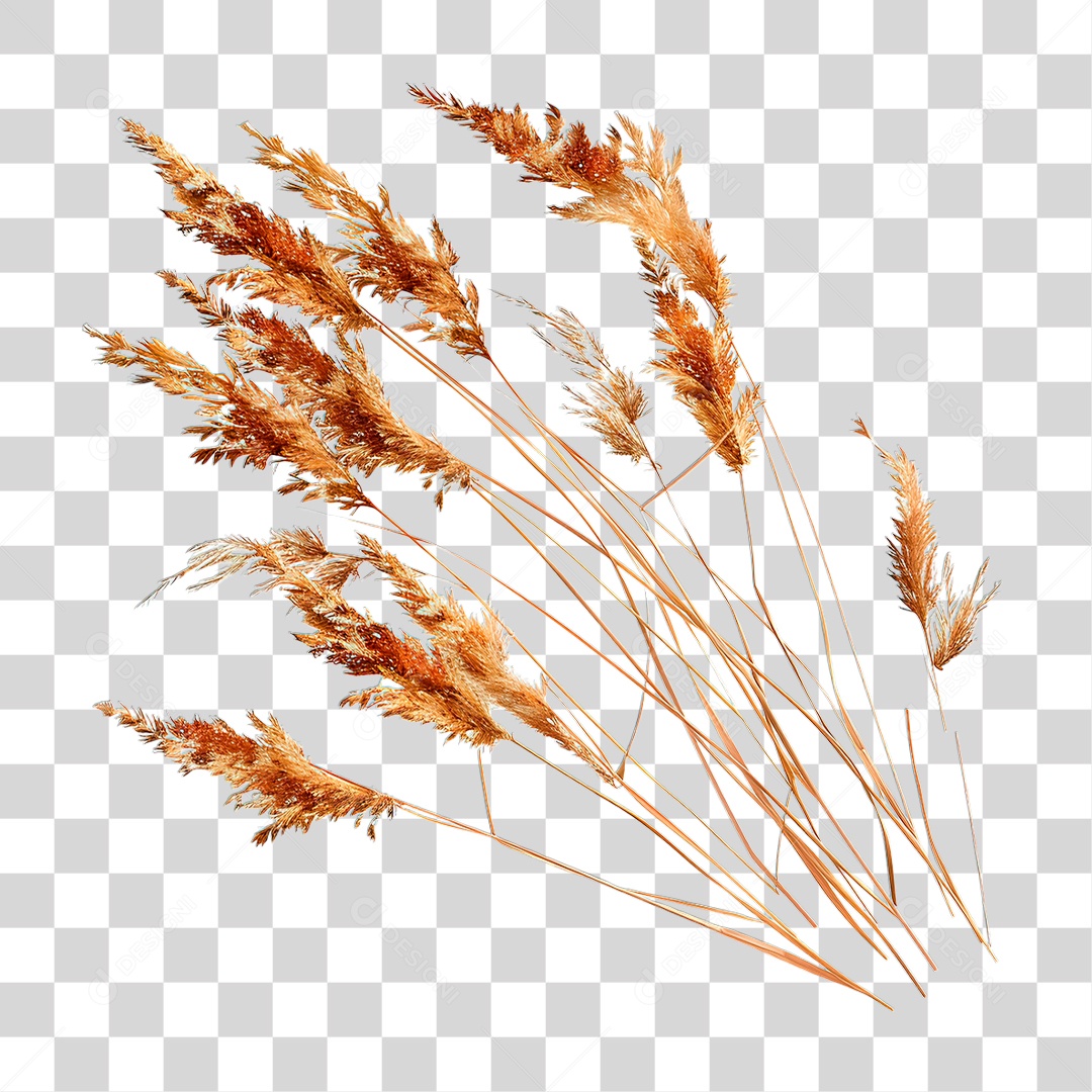 Capim Seco PNG Transparente