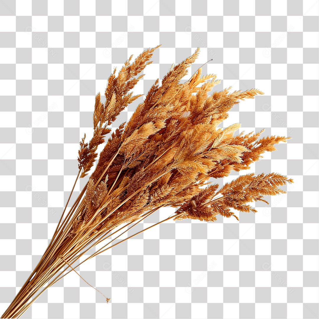 Campi Seco PNG Transparente