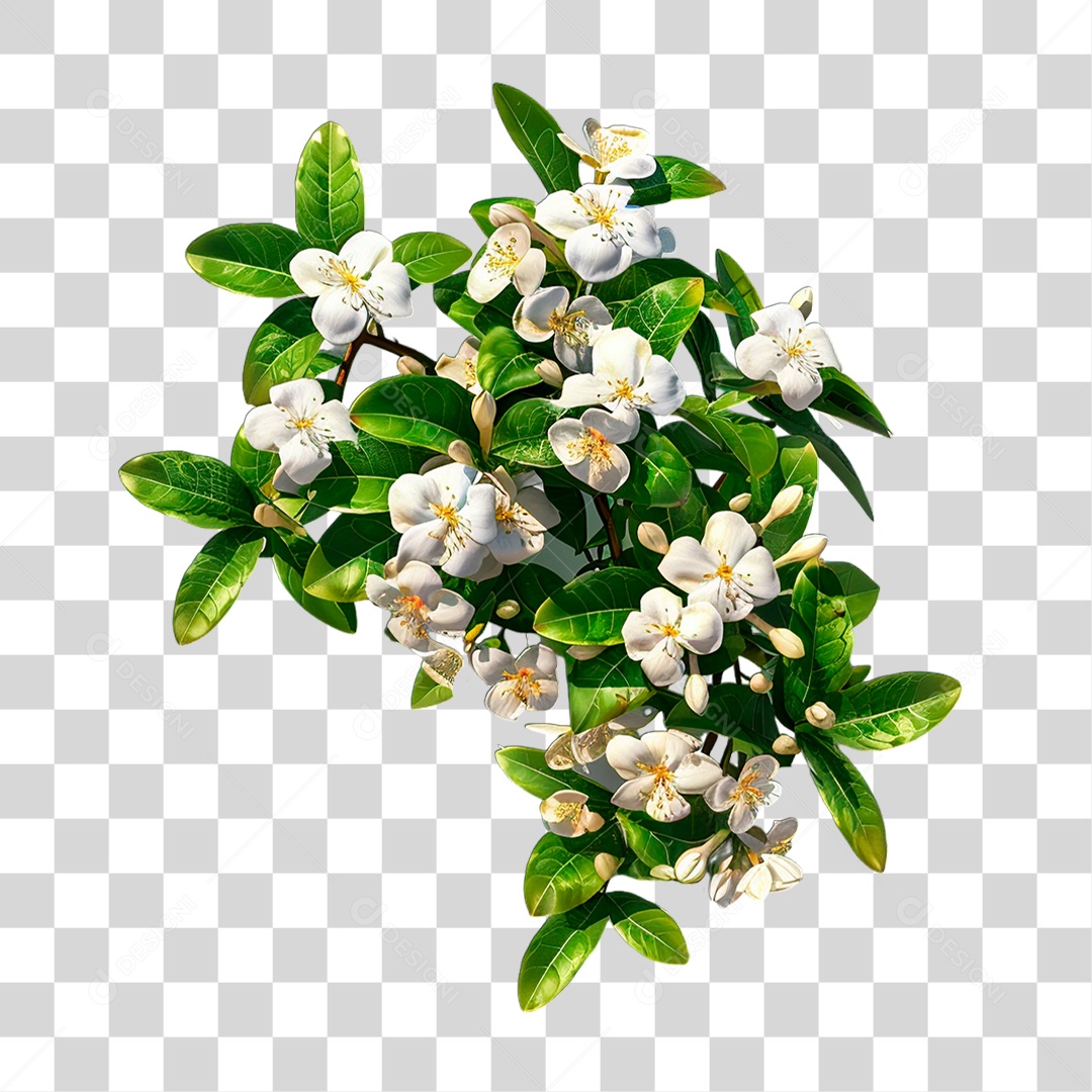 Flores Brancas PNG Transparente