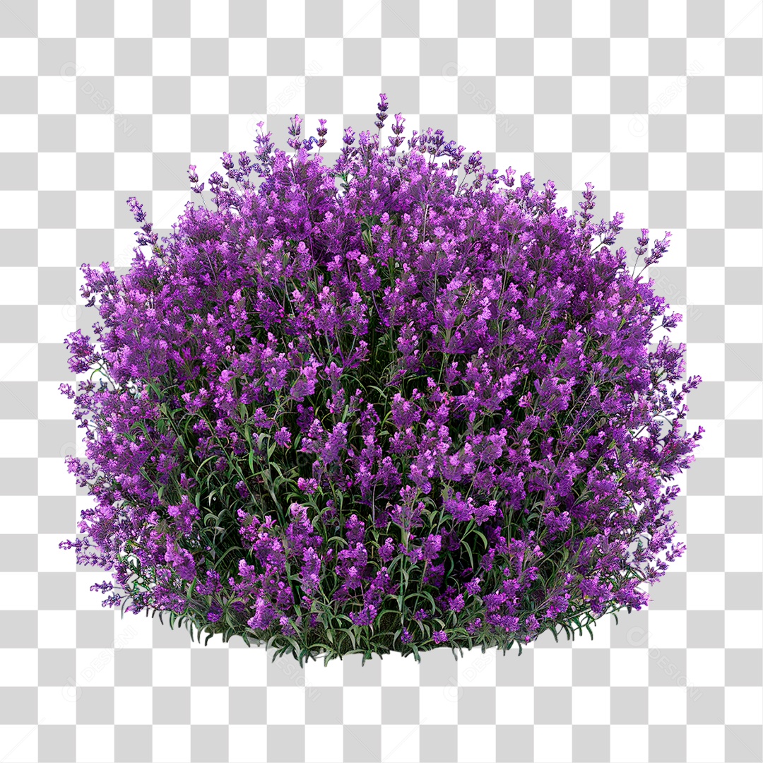 Lavanda PNG Transparente