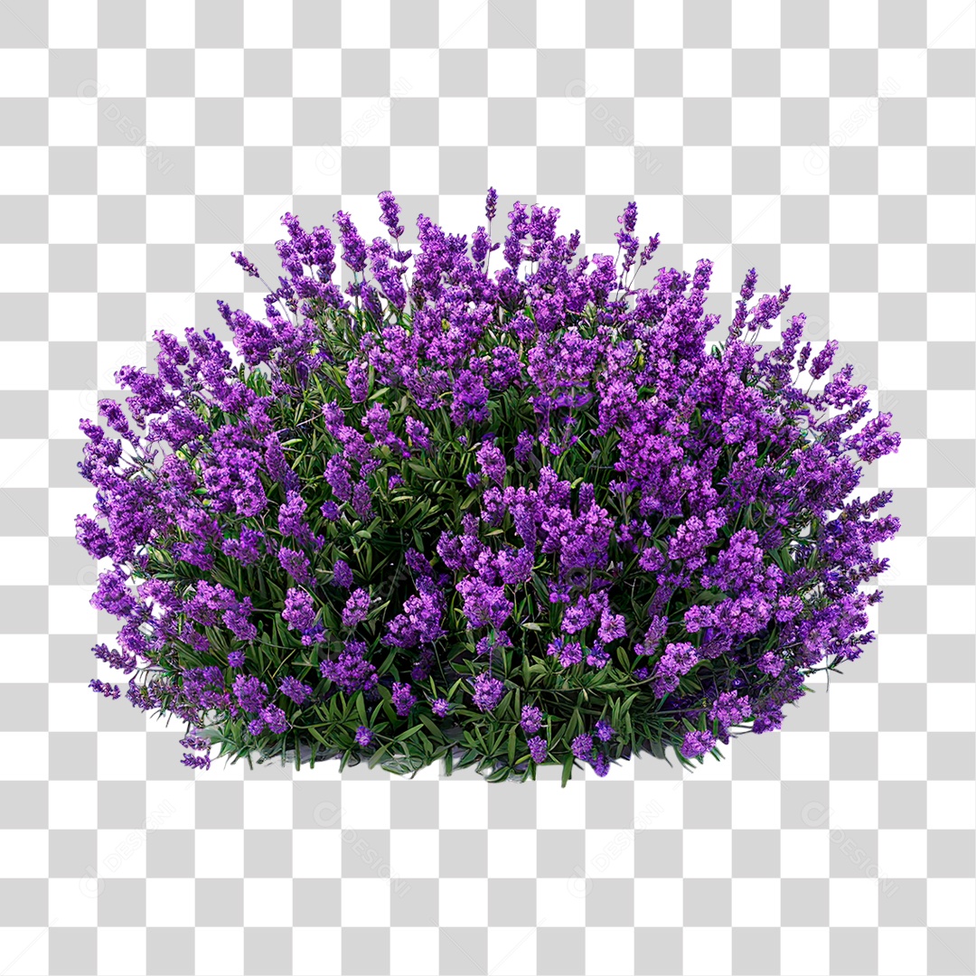 Lavanda PNG Transparente