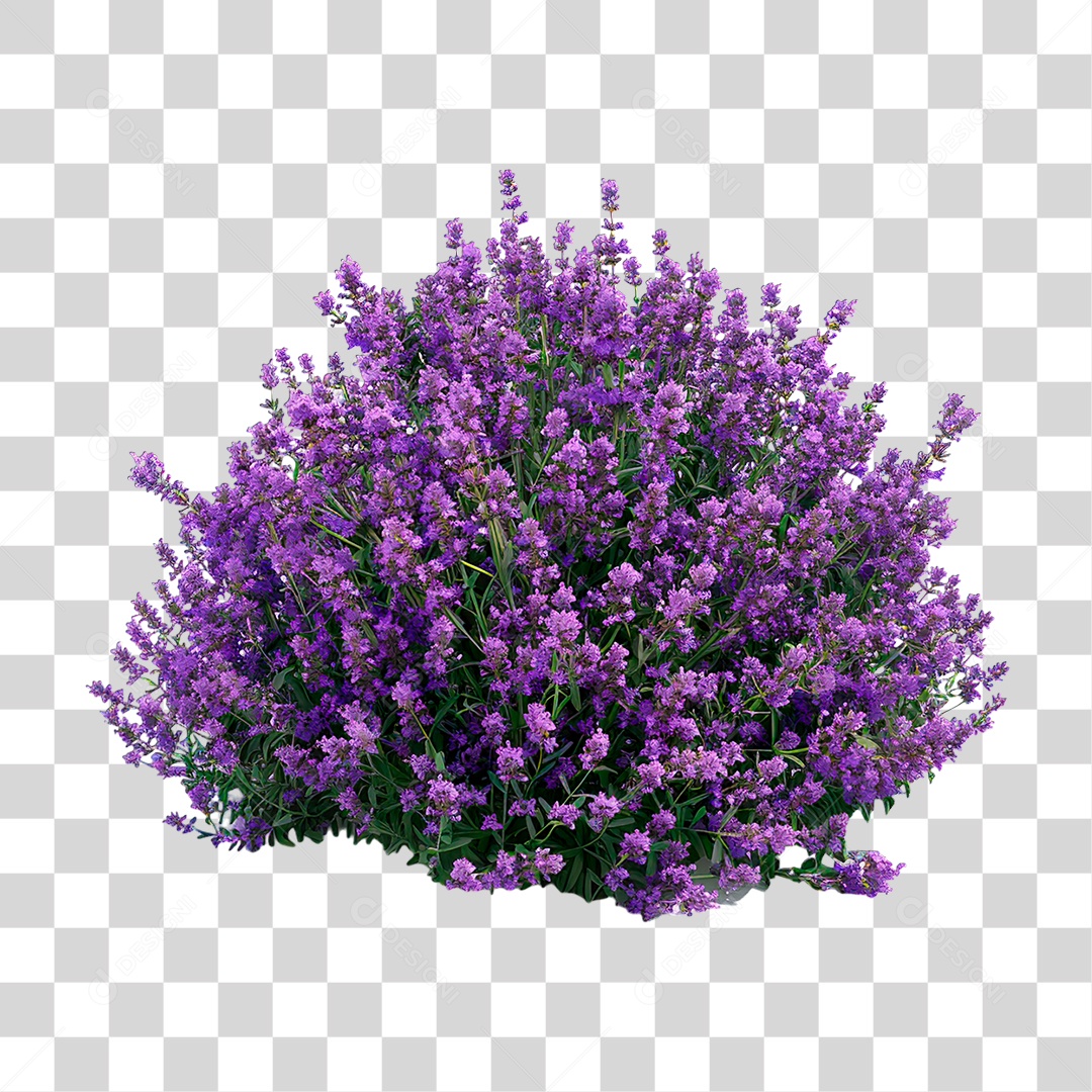 Lavanda PNG Transparente